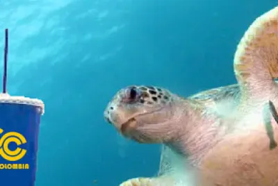 TORTUGA