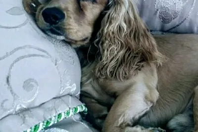 perro coker durmiendo