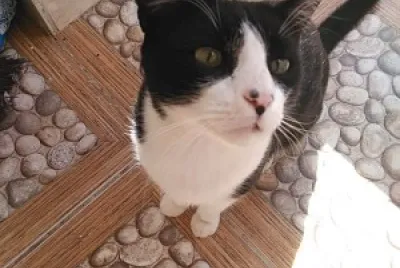 gato
