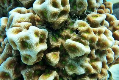 Favites halicora
