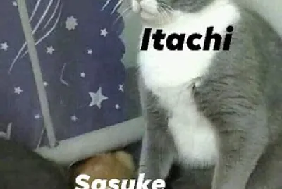 פאזל של eres debil sasuke te falta odio