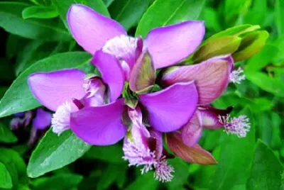 Foto jigsaw puzzle