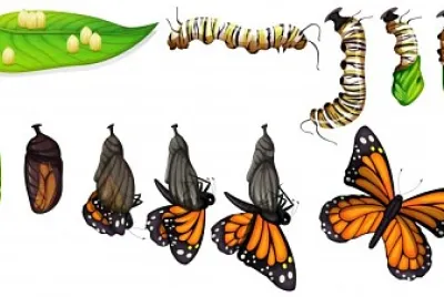 METAMORFOSE