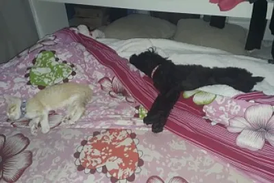 roma y lala