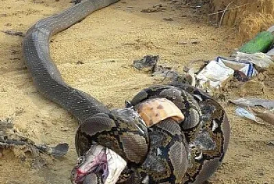 Two Winners, Two Losers