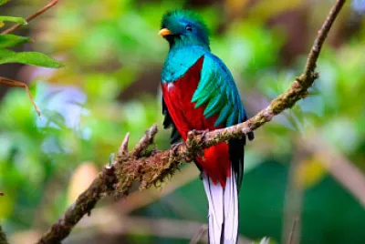 Simbolo nacional
