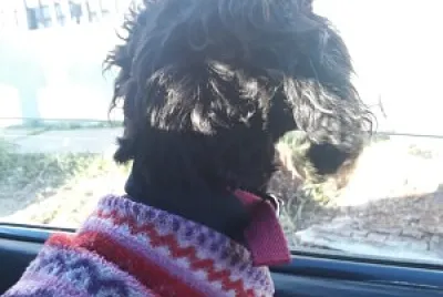Atenea en el auto