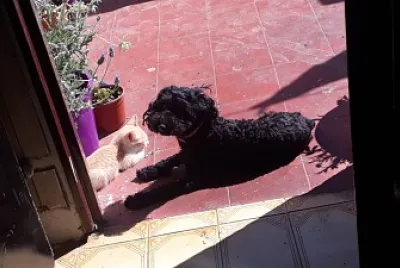 Lala y roma