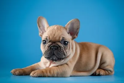 El bulldog es una raza canina.