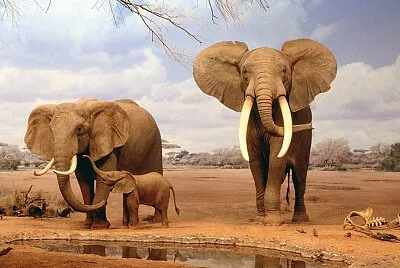 Los elefantes son una familia de mamÃ­feros. jigsaw puzzle