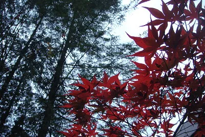 פאזל של Maple leaf
