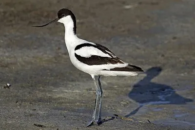 Avocetta comune
