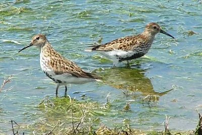 Piovoncello pancianera