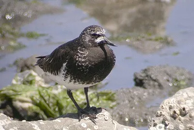 Voltapietre testanera