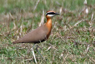 Cursorius coromandelicus