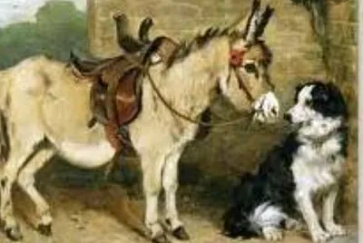 O cÃ£o e o burro