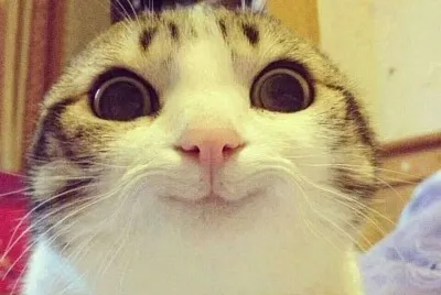 gatito muw
