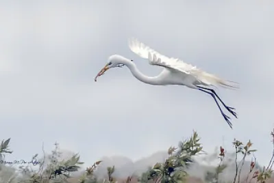 garza blanca