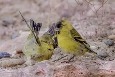 cabecitanegra austral