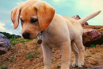 perro