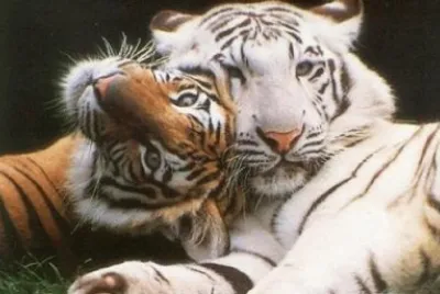 Tigre