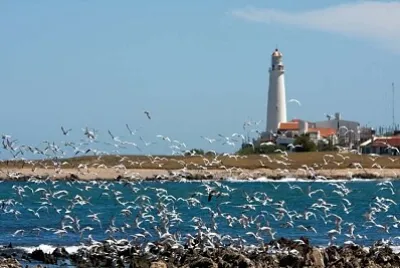 Faro de San Ignacio jigsaw puzzle