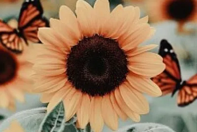 פאזל של girasoles