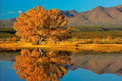 reflet