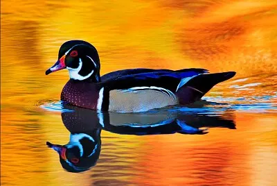 reflet