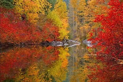 reflet