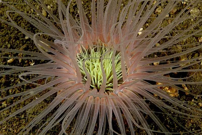 Ceriantharia