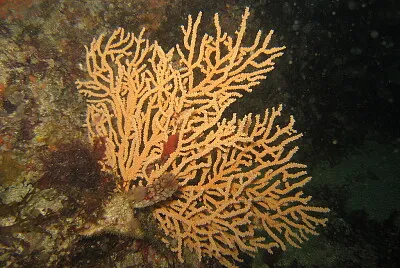 Eunicella verrucosa