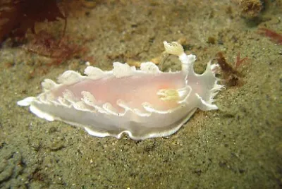 פאזל של Tritonia festiva