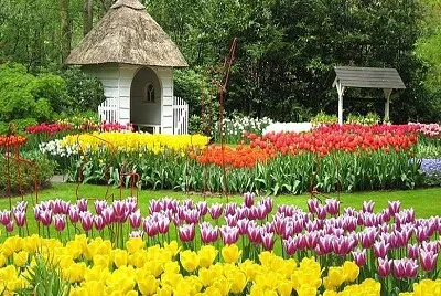 tulipanes