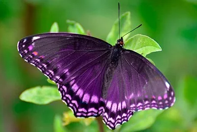 maariposa morada