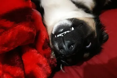 jack