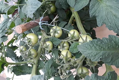 פאזל של Tomates