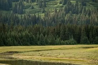OSOS EN GRAN TETON.