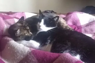 gatos