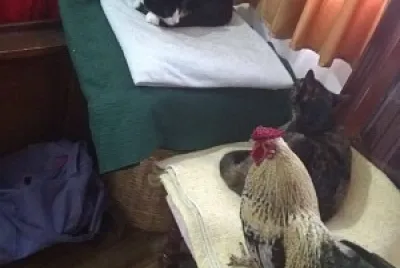 animales