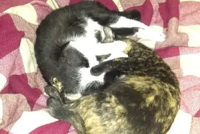gatitos