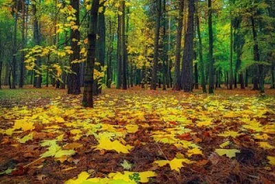 פאזל של Floresta