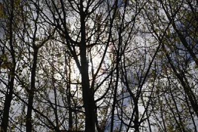 creepy forest jigsaw puzzle