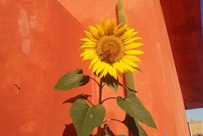 GIRASOL CON MARIPOSA