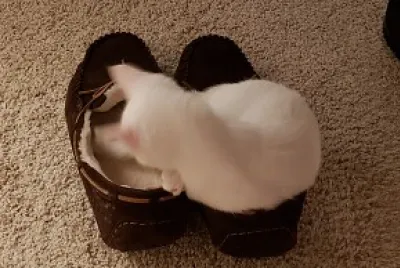 Kitten