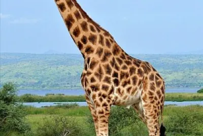 Girafa
