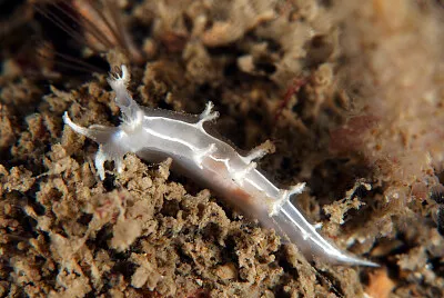 פאזל של Tritonia lineata