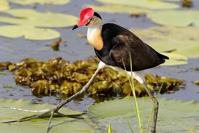 Irediparra gallinacea