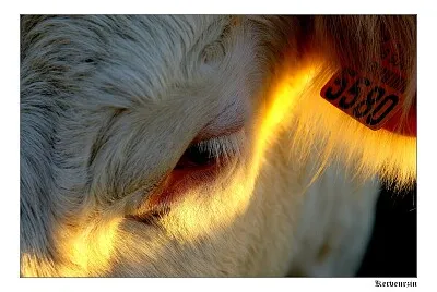 Å’il de vache