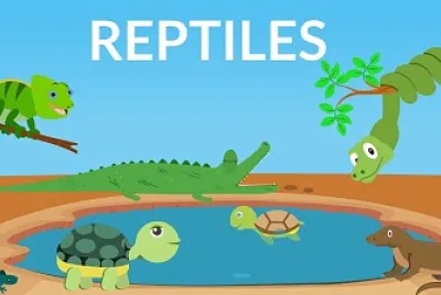 Discover reptiles
